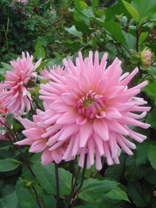 Dahlia x 'Poesie' fleur